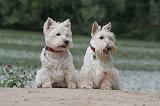 Westie & Scottish Terrier 095